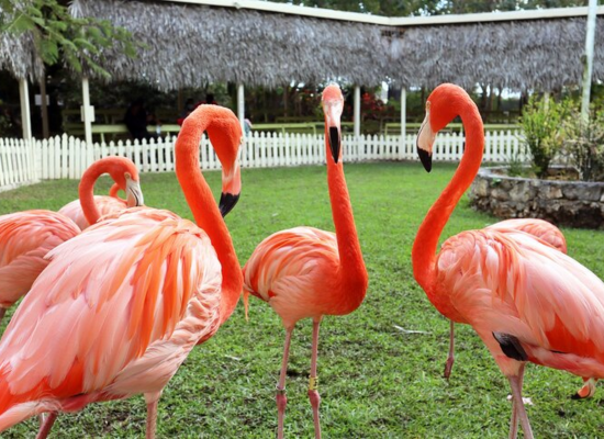 Adastra Gardens and Zoo